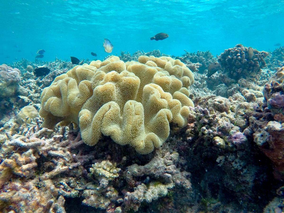 Atoll Residence Dhangethi Eksteriør bilde